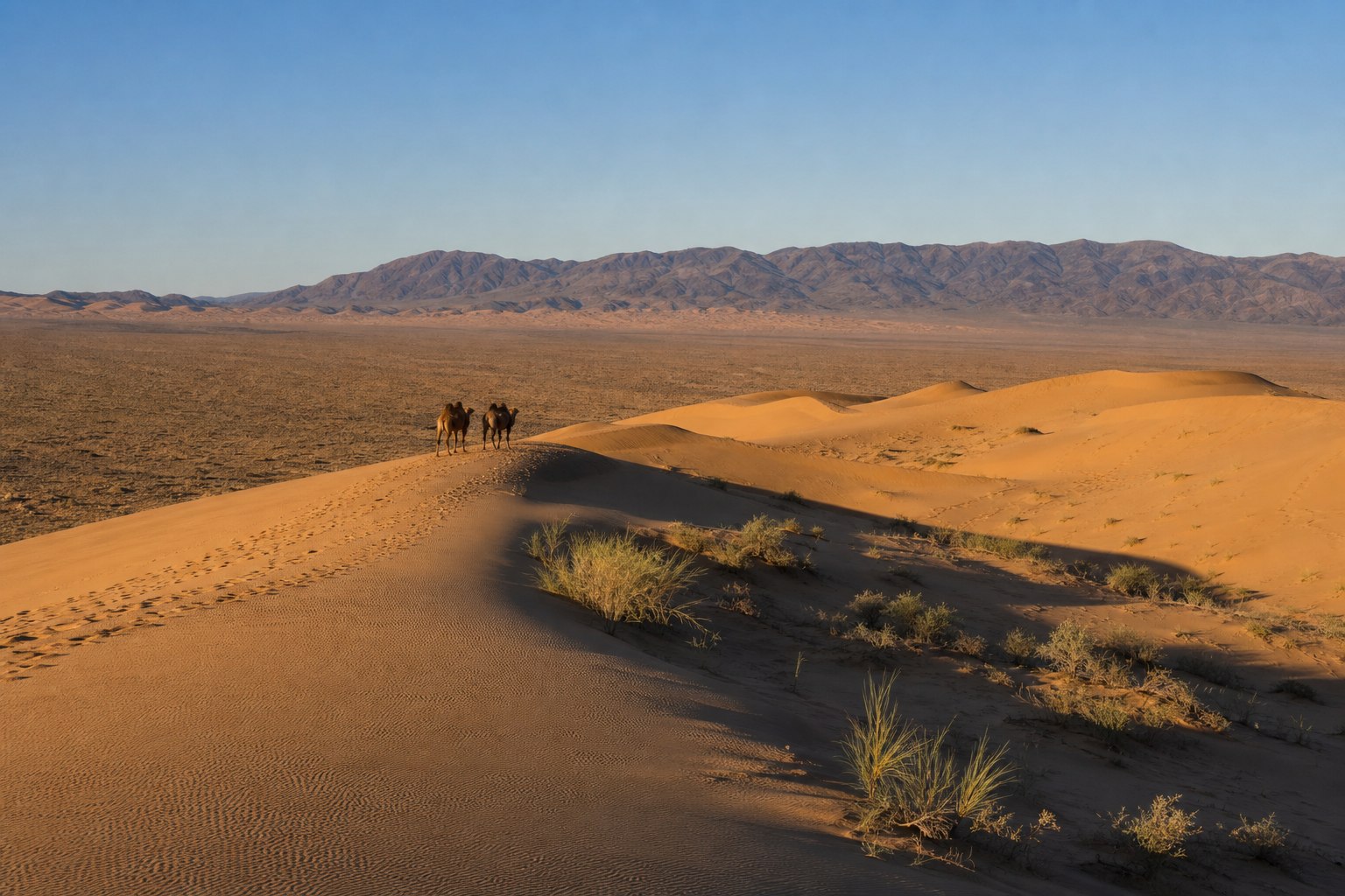Dunes du d&eacute;sert de Gobi en Mongolie avec chameaux de Bactriane